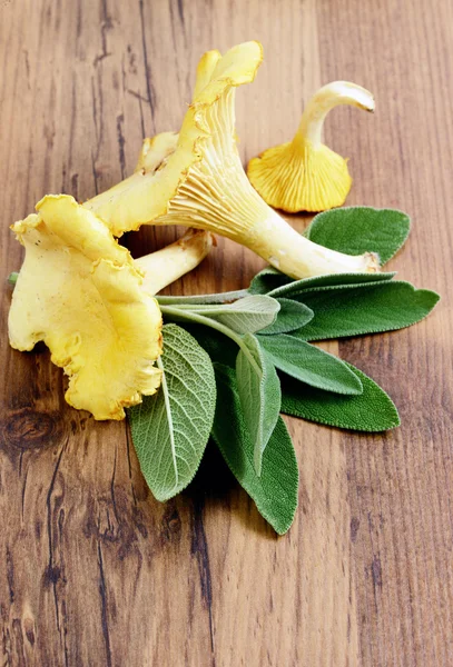 Gyllene kantareller med salvia ört — Stockfoto