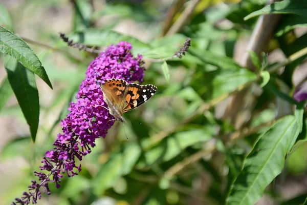 Borboleta senhora pintada no verão lilás — Fotografia de Stock