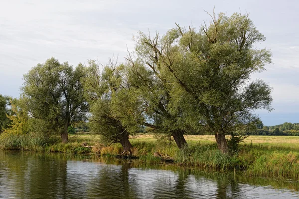 Τοπίο του ποταμού Havel με φύλλα ιτιάς και λιβάδια — Φωτογραφία Αρχείου