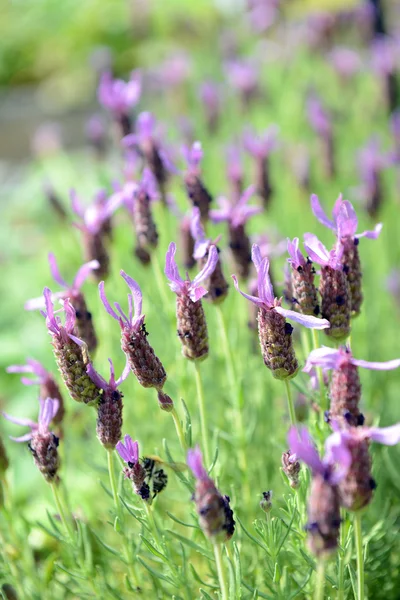 Grupo Lavanda Francesa Lavandula Stoechas —  Fotos de Stock