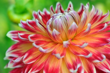 Turuncu pembe beyaz Dahlia makro