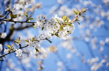 bahar kiraz ağacı çiçeği