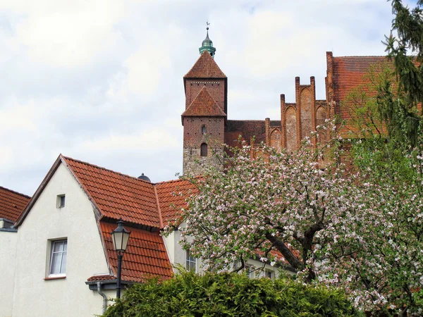 Havelberg katedrála s třešeň květ vpředu — Stock fotografie