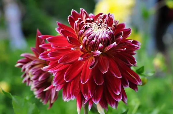 Macro Deep Red White Dahlia — Stock Photo, Image