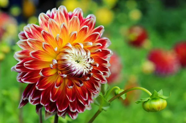 Macro of orange pink white Dahlia — Stock Photo, Image