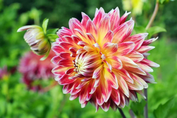 Macro Orange Pink White Dahlia — Stock Photo, Image