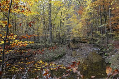 kayın ağacı forst Bavyera Maisinger kanyonda