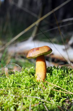 defne bolete mantar orman içinde. (Imleria badia). çam elma 