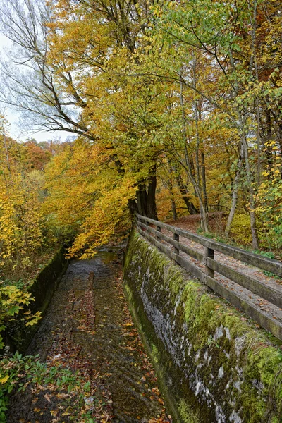 Beech tree forst at Maisinger canyon in Bavaria — Stock Photo, Image