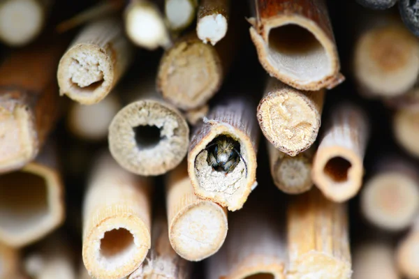 Yabani arı böcek sığınak bir delikten izlerken. Yalnız arı — Stok fotoğraf