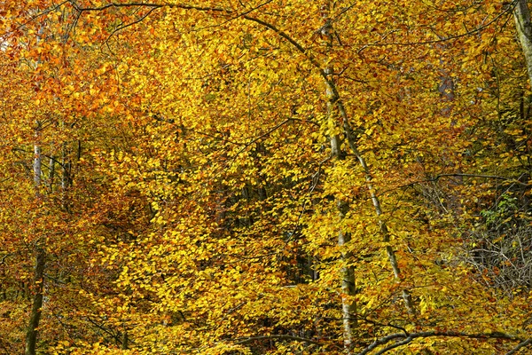 Otoño Bosque Haya Con Hojas Doradas —  Fotos de Stock