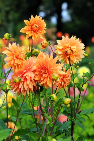 Flowerbed with orange Dahlias — Stock Photo, Image