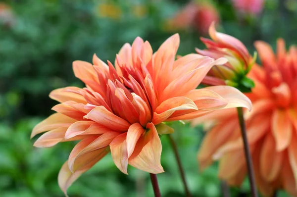 Flowerbed with orange Dahlias — Stock Photo, Image