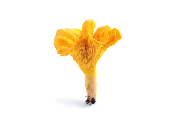 Golden chanterelle mushroom isolated — Stock Photo, Image