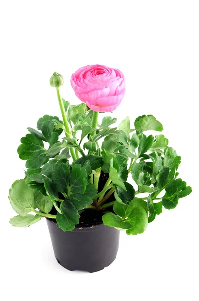 Vaso de flores de ranúnculo rosa — Fotografia de Stock