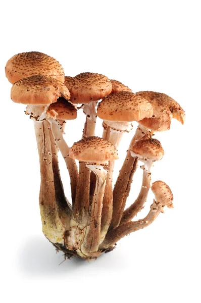 Медовый гриб, выделенный на белом — стоковое фото