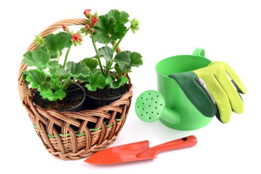 Sardunya çiçeği sepetle. kenara küçük bir bahçe küreği ve gar