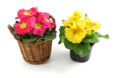 iki pembe sarı çuha çiçeği (çuha çiçeği) izole arka plan üzerinde saksı