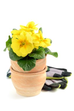 Sarı çuha çiçeği (primula) pişmiş toprak çiçek pot ile Bahçe g
