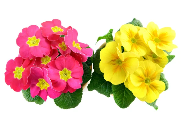 Pink and yellow primrose flower frame. — Stock Photo, Image