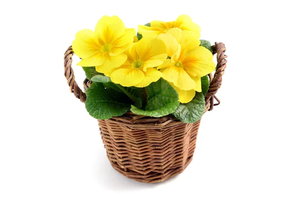 Yellow potted primula (primrose) in a basket — Stock Photo, Image