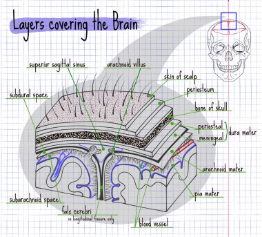 illustration layers of the structure of the human brain clipart