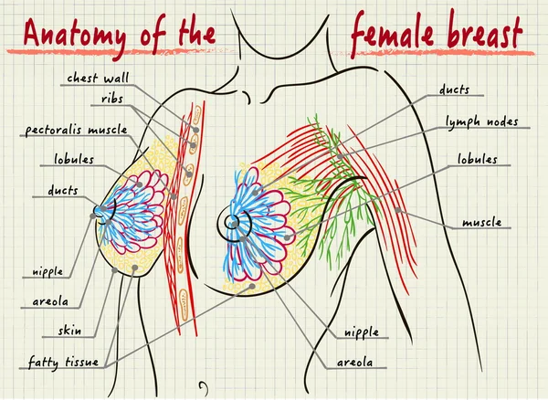 Δομή του γυναικείου στήθους — Διανυσματικό Αρχείο