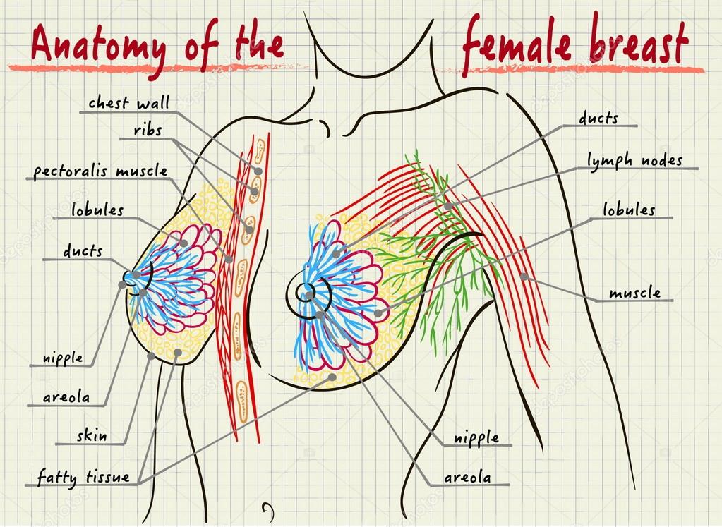 Structure of the female breast Stock Vector by ©Silbervogel 102504328