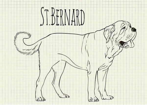 St. Bernard defter kağıda çizim — Stok Vektör