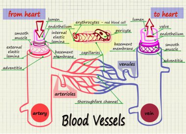 illustration of human blood vessels clipart