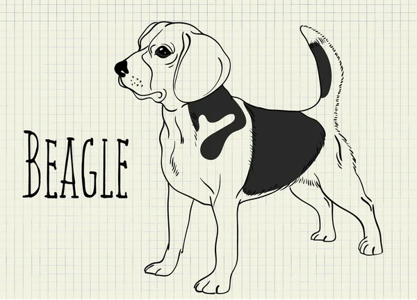 Ilustración beagle en hoja de cuaderno beagle en hoja de cuaderno — Archivo Imágenes Vectoriales