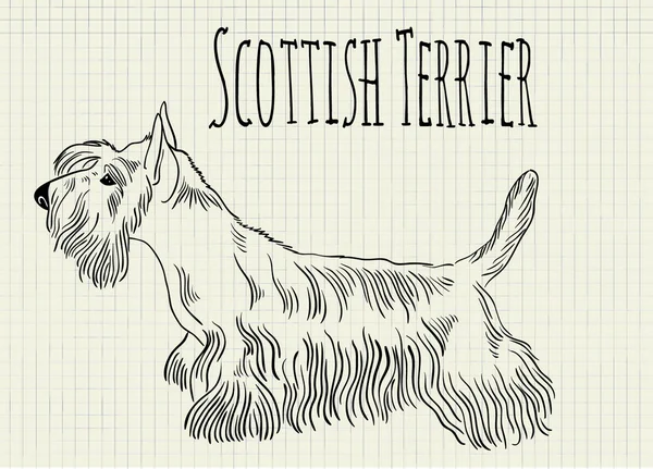 Ilustración terrier escocés en hoja de cuaderno — Archivo Imágenes Vectoriales