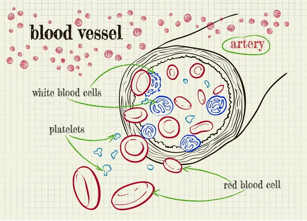 血管のベクトル描画 — ストックベクタ