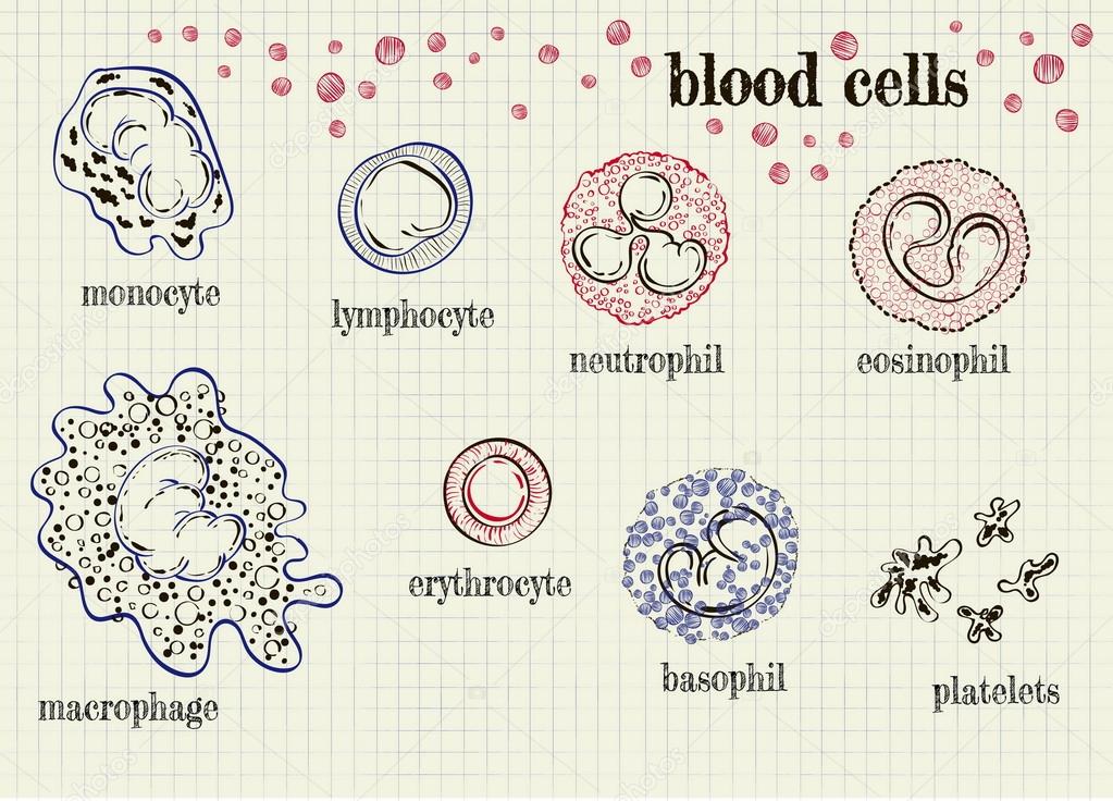 Vector drawing of red cells Vector by ©Silbervogel