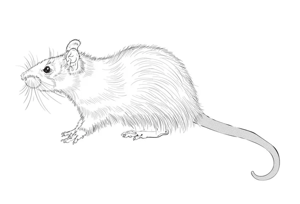 Image de l'encre de rat — Image vectorielle