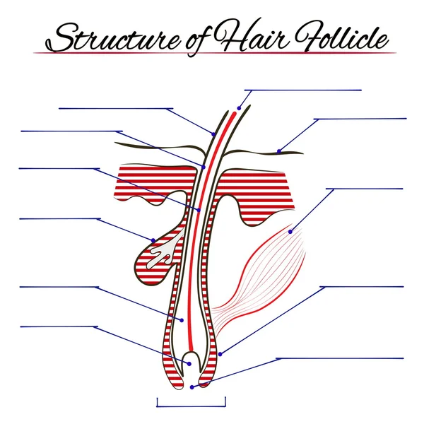 La structure d'un cheveu humain — Image vectorielle