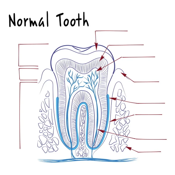 A estrutura de um dente humano normal —  Vetores de Stock