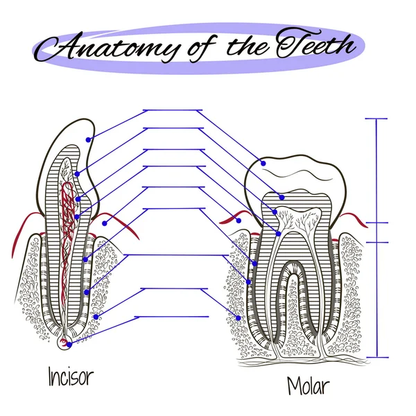 인간의 치아 구조 — 스톡 벡터
