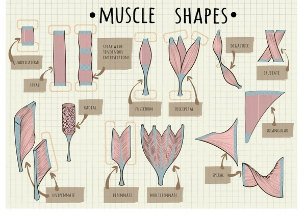 Types of human muscle — Stock Vector