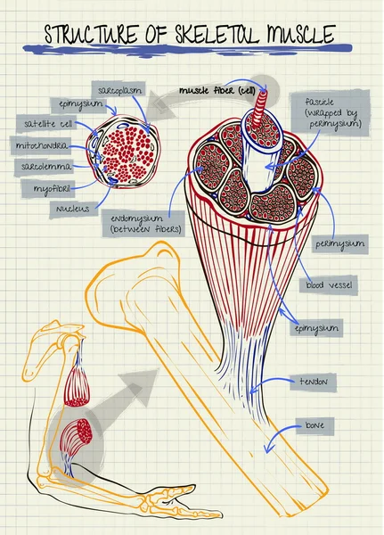 Estructura del músculo esquelético humano — Vector de stock