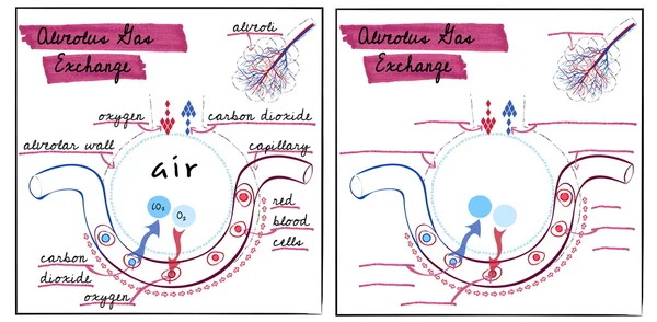 Illustration der Struktur der Lungenbläschen — Stockvektor