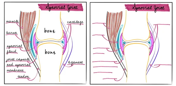 Ilustración de una articulación sinovial — Vector de stock