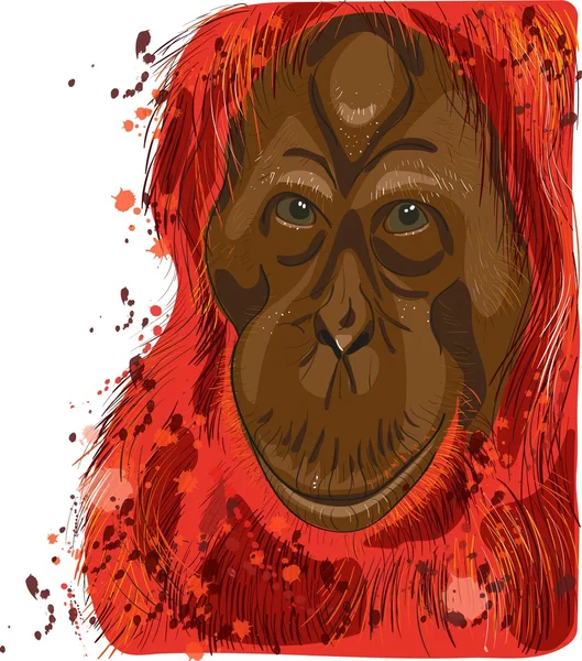 Orangután — Stock Vector