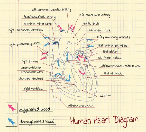 โครงสร้างของหัวใจ — ภาพเวกเตอร์สต็อก