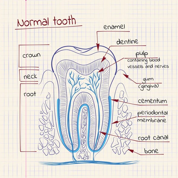 Tooth structure — Stock Vector