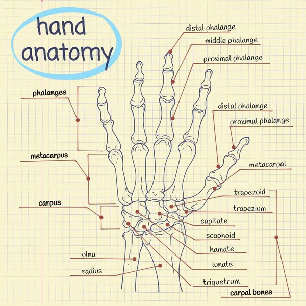 Anatomía de la mano — Vector de stock