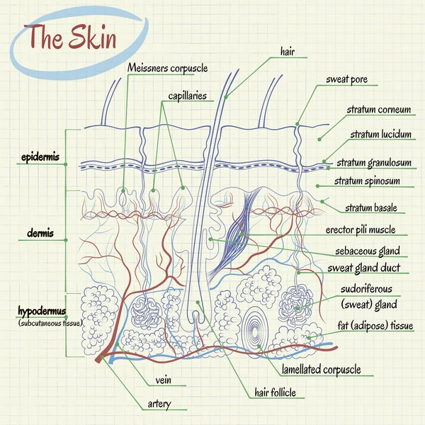 Anatomía de la piel — Vector de stock