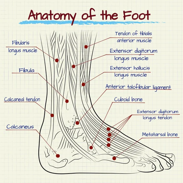 The structure of the human foot — Stock Vector