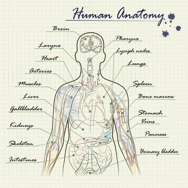 人体解剖図 — ストックベクタ