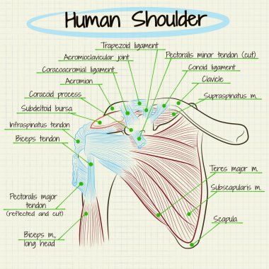 anatomy of the human shoulder detail clipart